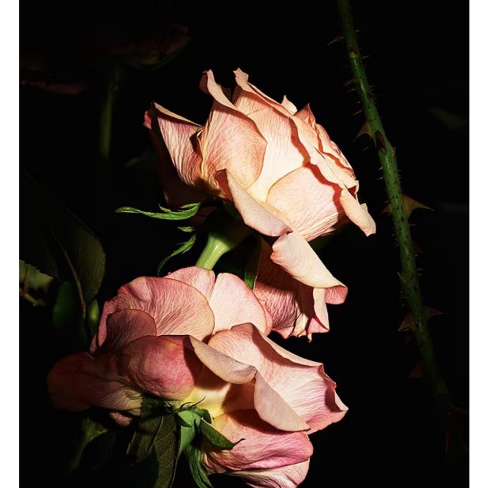 Yves Saint Laurent Blouse Impertinent Rose Hand and Body Wash - Picture 6 of 6
